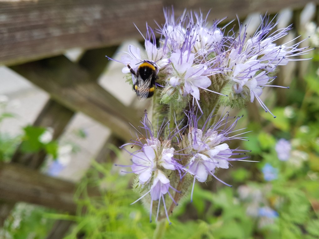 Hummel an lila Blüte