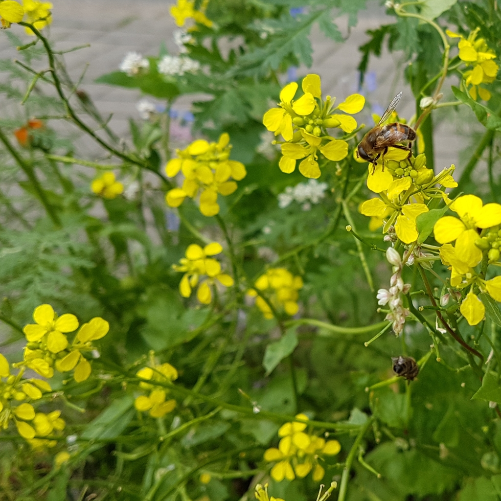Biene auf gelber Blüte