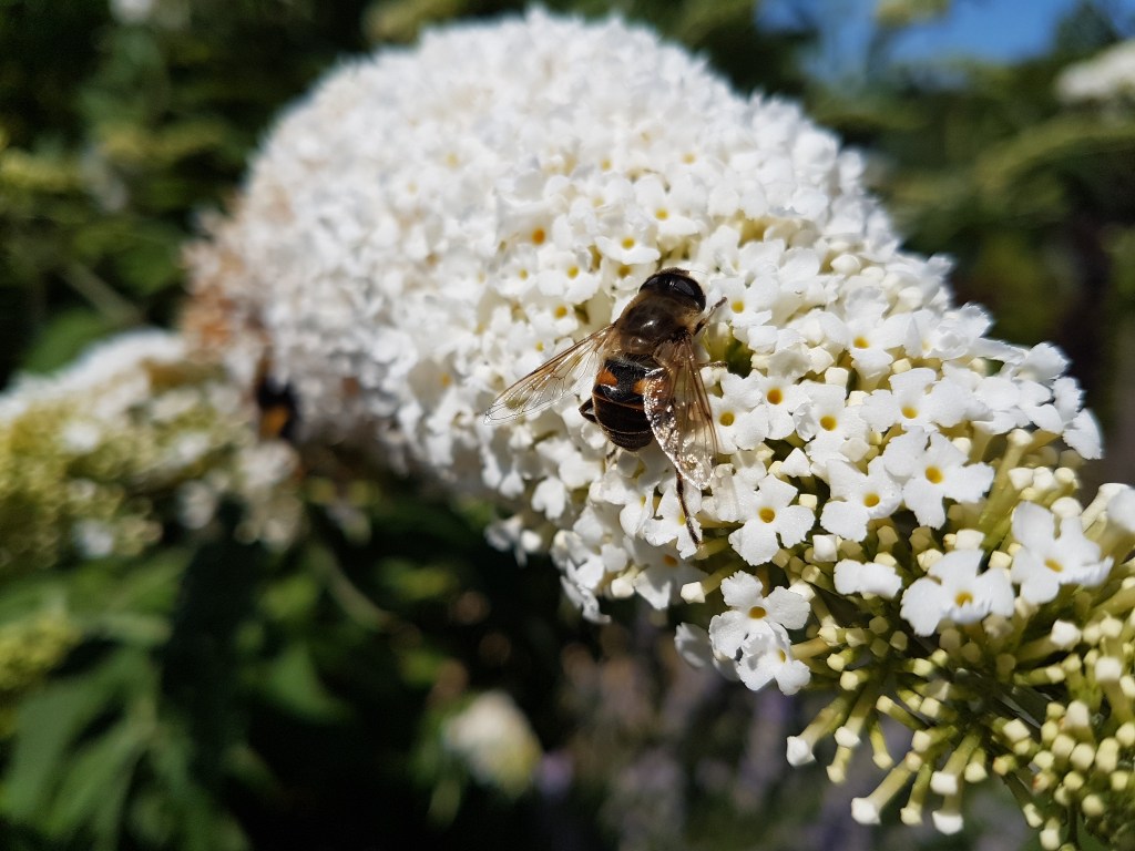 Hummel auf weißer Blüte