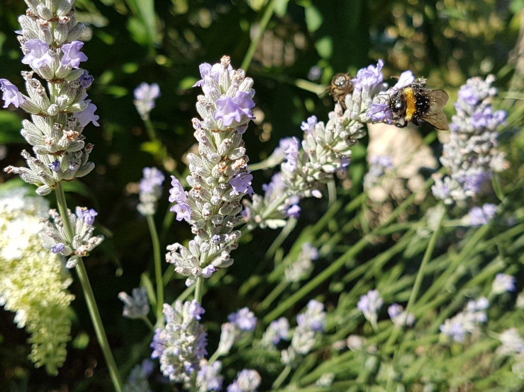 Biene und Hummel an Lavendel