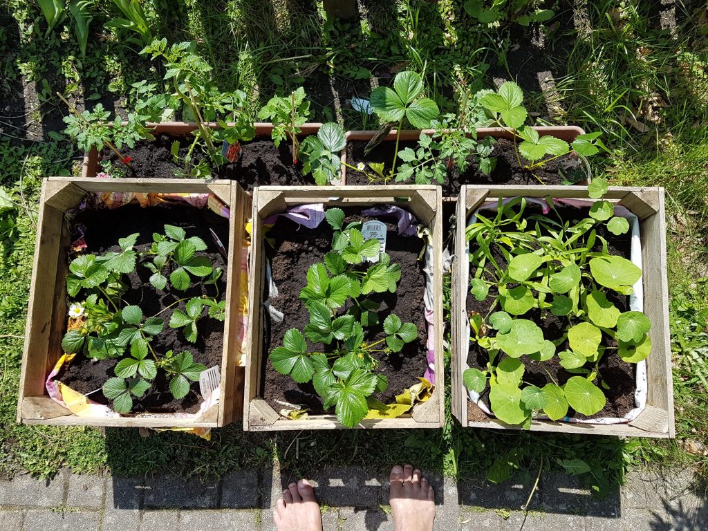 Obstkisten bepflanzt