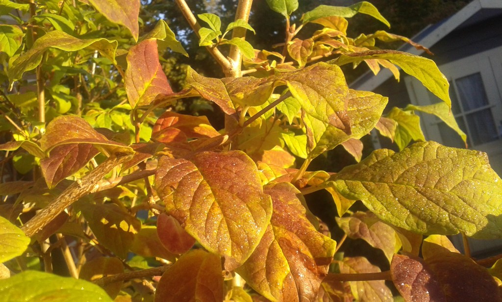 Erste Herbstblätter